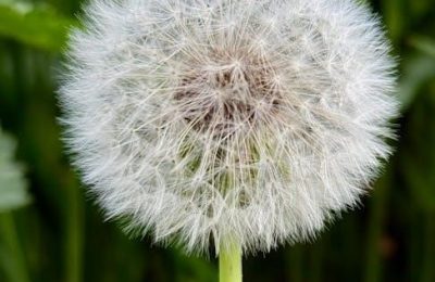 echo weed eater manual
