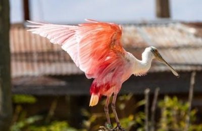 pdf florida utility bill